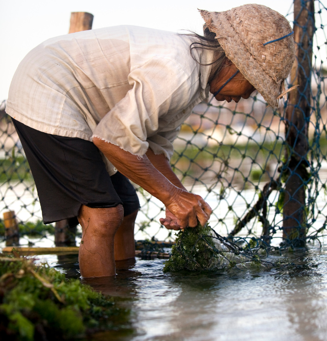 Seaweed cultivation revived in Bali