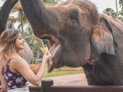 фото Парк слонов на Бали 4