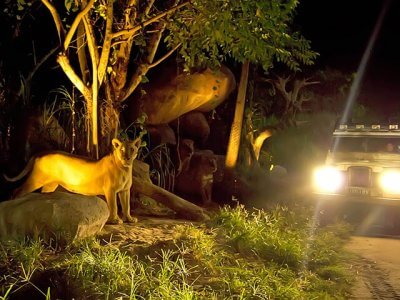 фото Wisata Night Safari 1