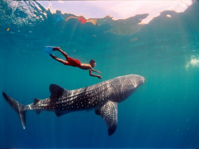 photo Snorkeling with whale sharks 1