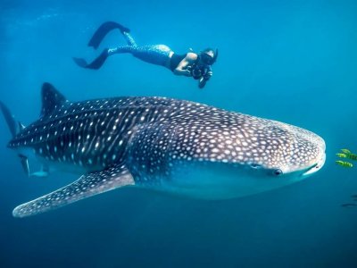 photo Snorkeling with whale sharks 3