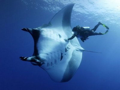 photo Diving with manta rays 2