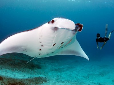 photo Snorkeling with manta rays 3