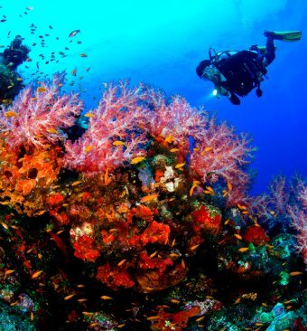 Diving Bali: Tours and best Diving sites