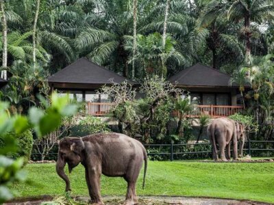 фото Ночь в эко-отеле со слонами 3