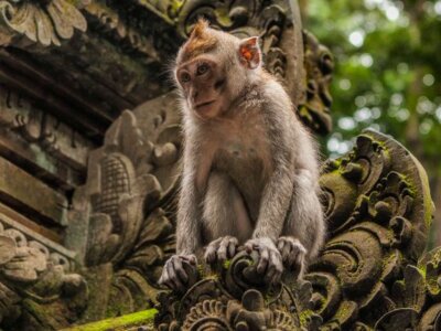 photo The Purification Ceremony at Taman Beji Griya Waterfall 4