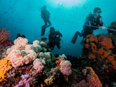 photo Diving Tour to Raja Ampat on the Deluxe Boat 