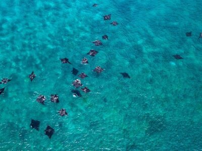 photo Diving Tour to Raja Ampat on the Deluxe Boat 