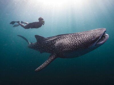 photo Diving Tour to Raja Ampat on the Deluxe Boat 