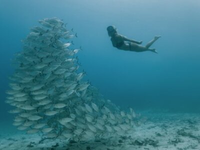 photo Diving Tour to Raja Ampat on the Deluxe Boat 