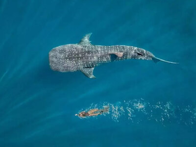 photo The tour of the islands of Sumbawa and Moyo. 2