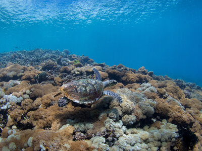 photo Snorkeling for Guests from Nusa Penida 3